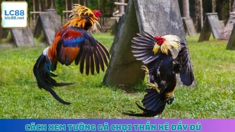 Cách xem tướng gà chọi thần kê đầy đủ