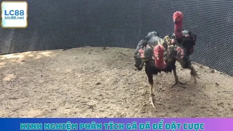 Kinh nghiệm phân tích gà đá để đặt cược